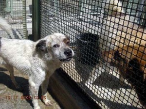 Cani nella rete (non i miei!)